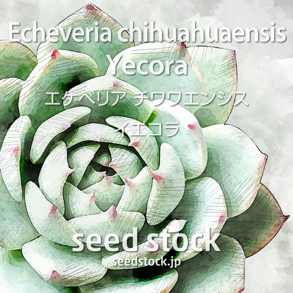 [種子] エケベリア チワワエンシス イエコラ Echeveria chihuahuaensis Yecora
