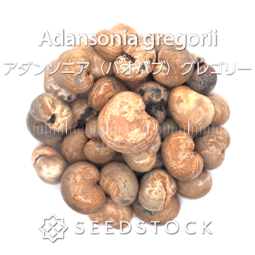 [種子] アダンソニア（バオバブ）グレゴリーAdansonia gregorii