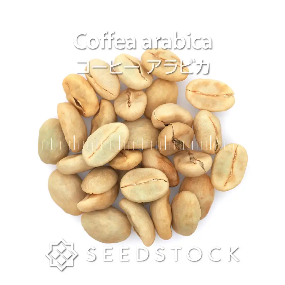 [種子] コーヒー アラビカ coffea arabica
