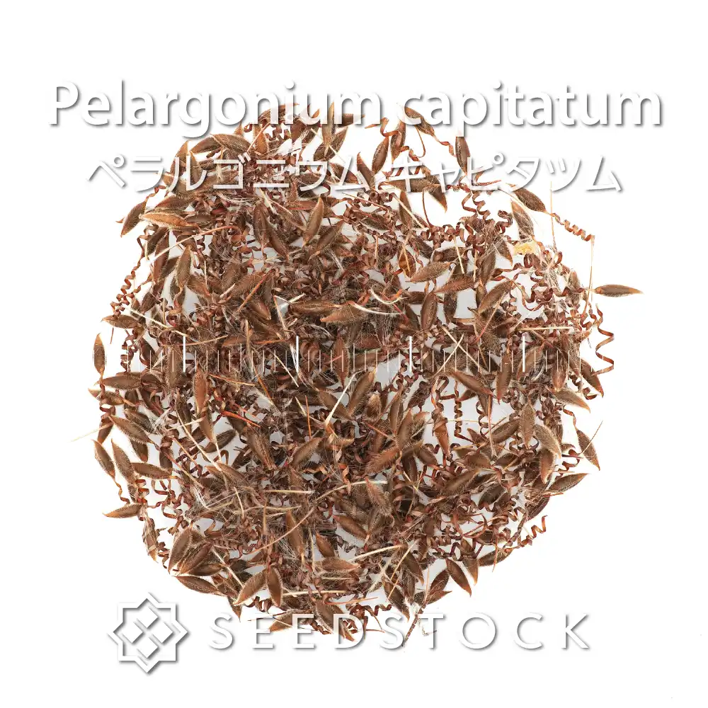 [種子] ペラルゴニウム キャピタツム Pelargonium capitatum