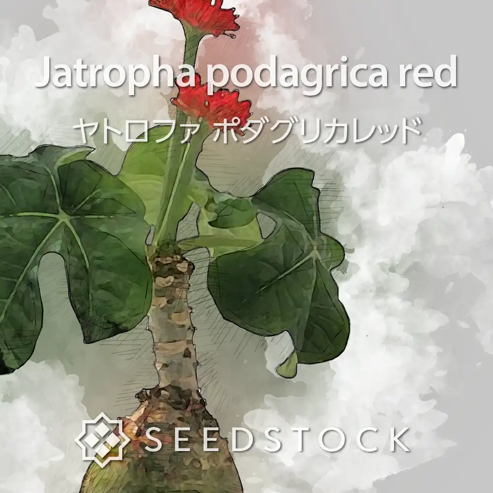 [種子] ヤトロファ ポダグリカ レッド Jatropha podagrica red 'サンゴ油桐'｜塊根植物 コーデックス 実生