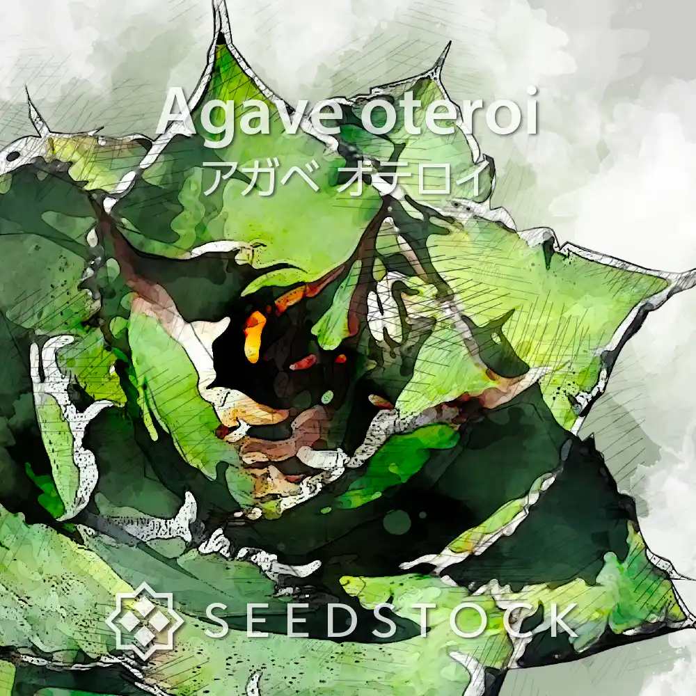 [種子] アガベ オテロイ Agave oteroi Lot.2026FEB