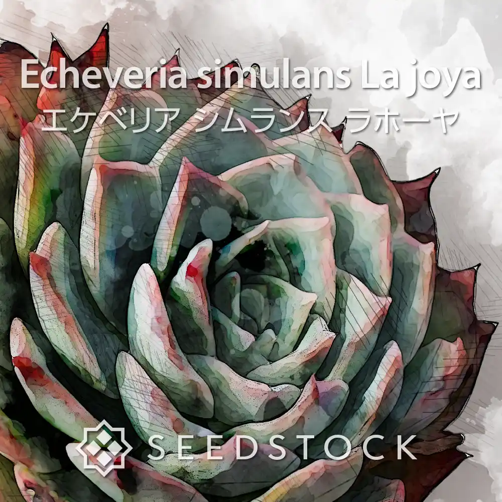 [種子] エケベリア シムランス ラホーヤ Echeveria simulans  La joya