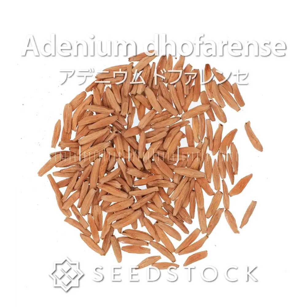 [種子] アデニウム ドファレンセ Adenium dhofarense