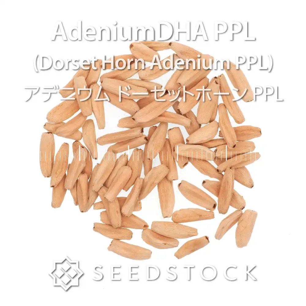 [種子] アデニウム DHA PPL Adenium DHA PPL｜人気品種 塊根植物 初心者向け