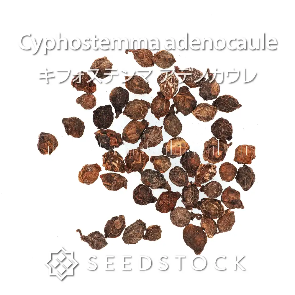 [種子] キフォステンマ アデノカウレ Cyphostemma adenocaule
