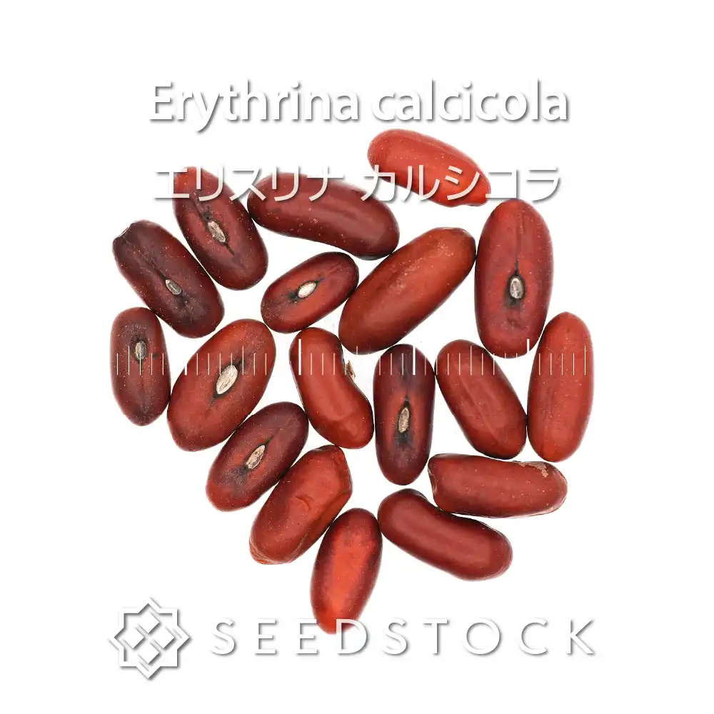 [種子] エリスリナ カルシコラ Erythrina calcicola