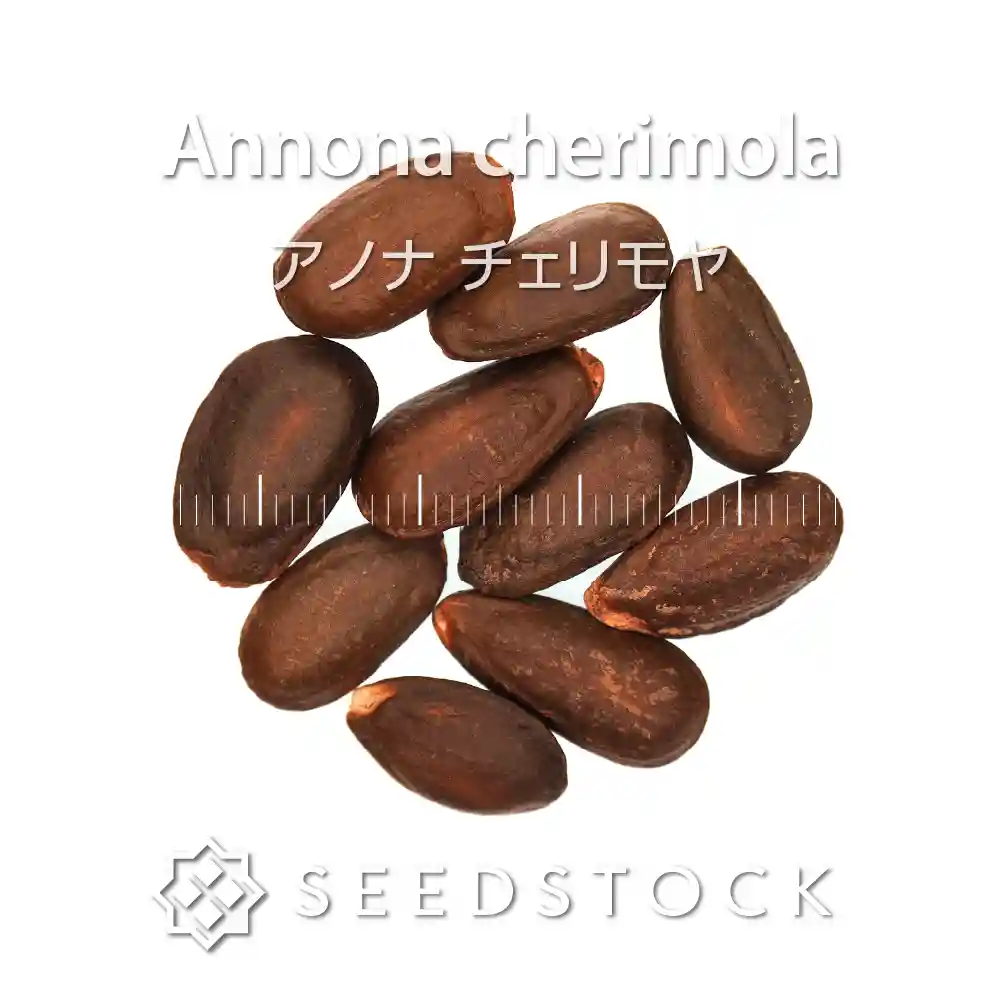 [種子] アノナ チェリモヤ Annona cherimola