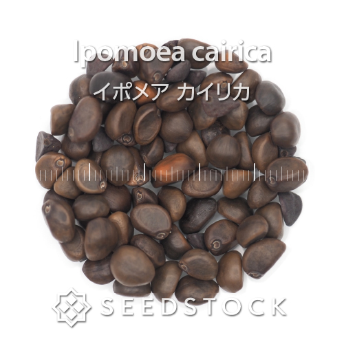 [種子] イポメア カイリカ Ipomoea cairica