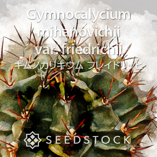 [種子] ギムノカリキウム フレイドリッヒ Gymnocalycium mihanovichii var. friedrichii