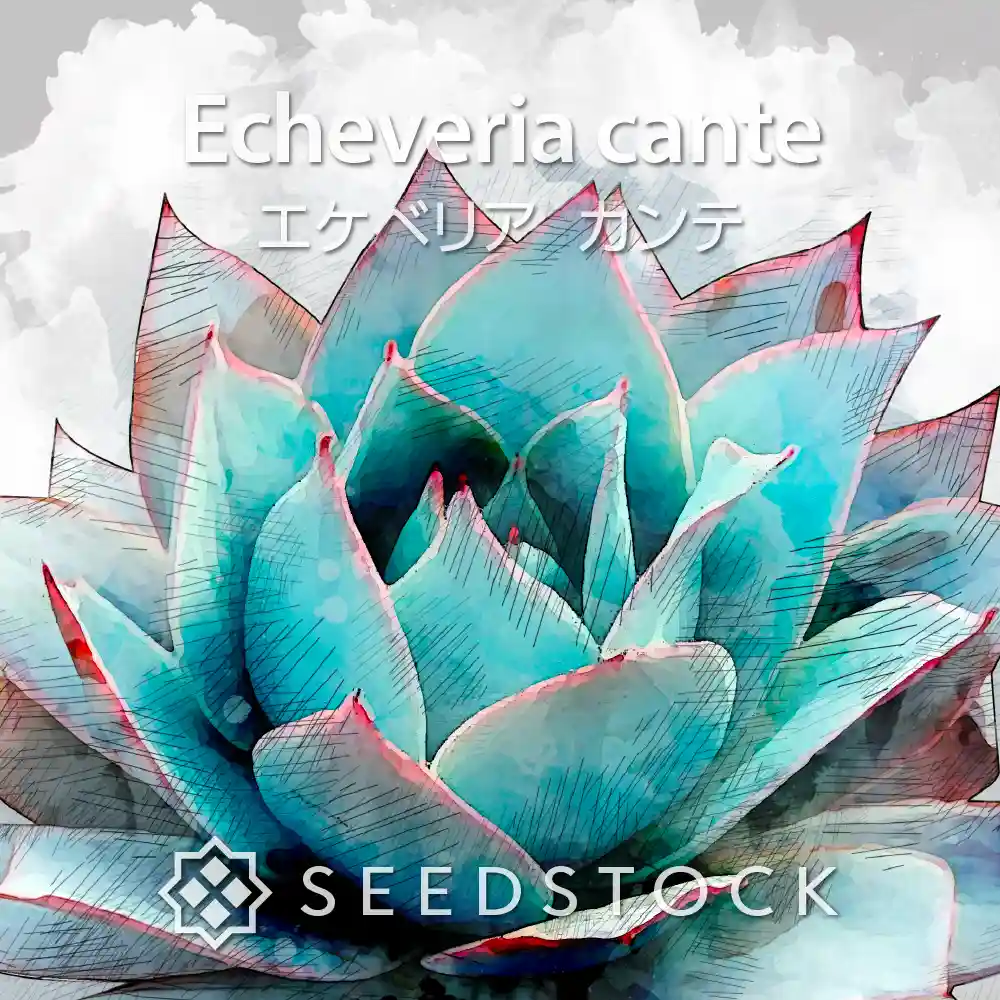 [種子] エケベリア カンテ Echeveria cante