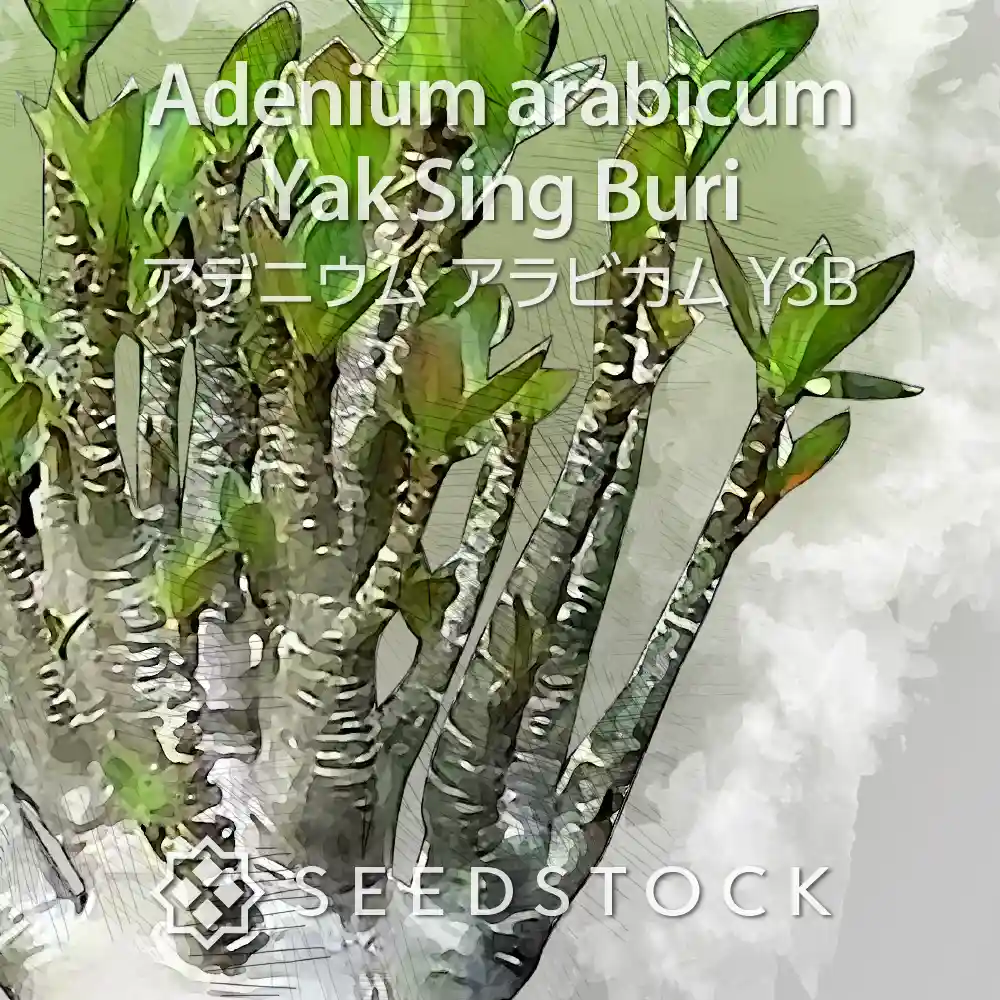 [種子] アデニウム アラビカムYSB Adenium arabicum Yak Sing Buri