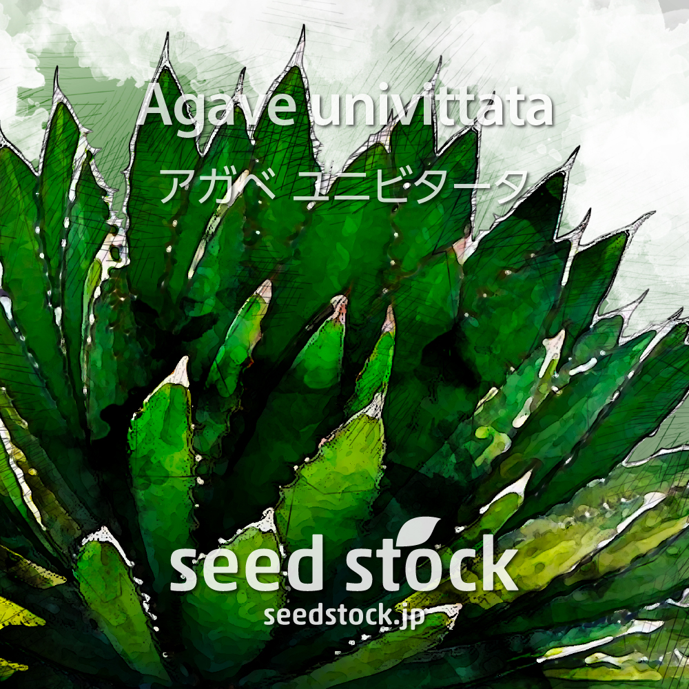 [種子] アガベ ユニビタータ Agave univittata