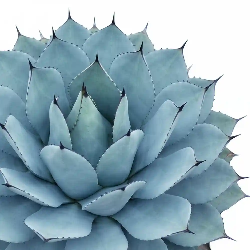 [種子] アガベ パリー トランカータ Agave parryi var. truncata