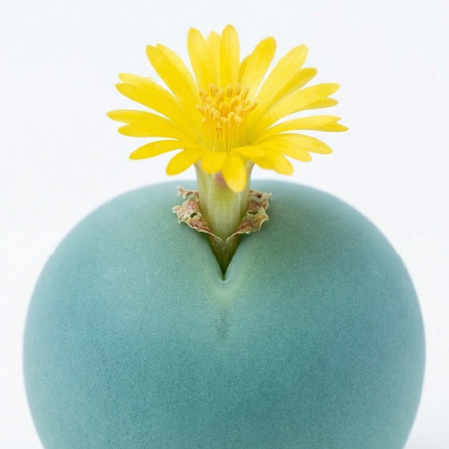 [種子] コノフィツム カルキュルス 玉翡翠 Conophytum calculus