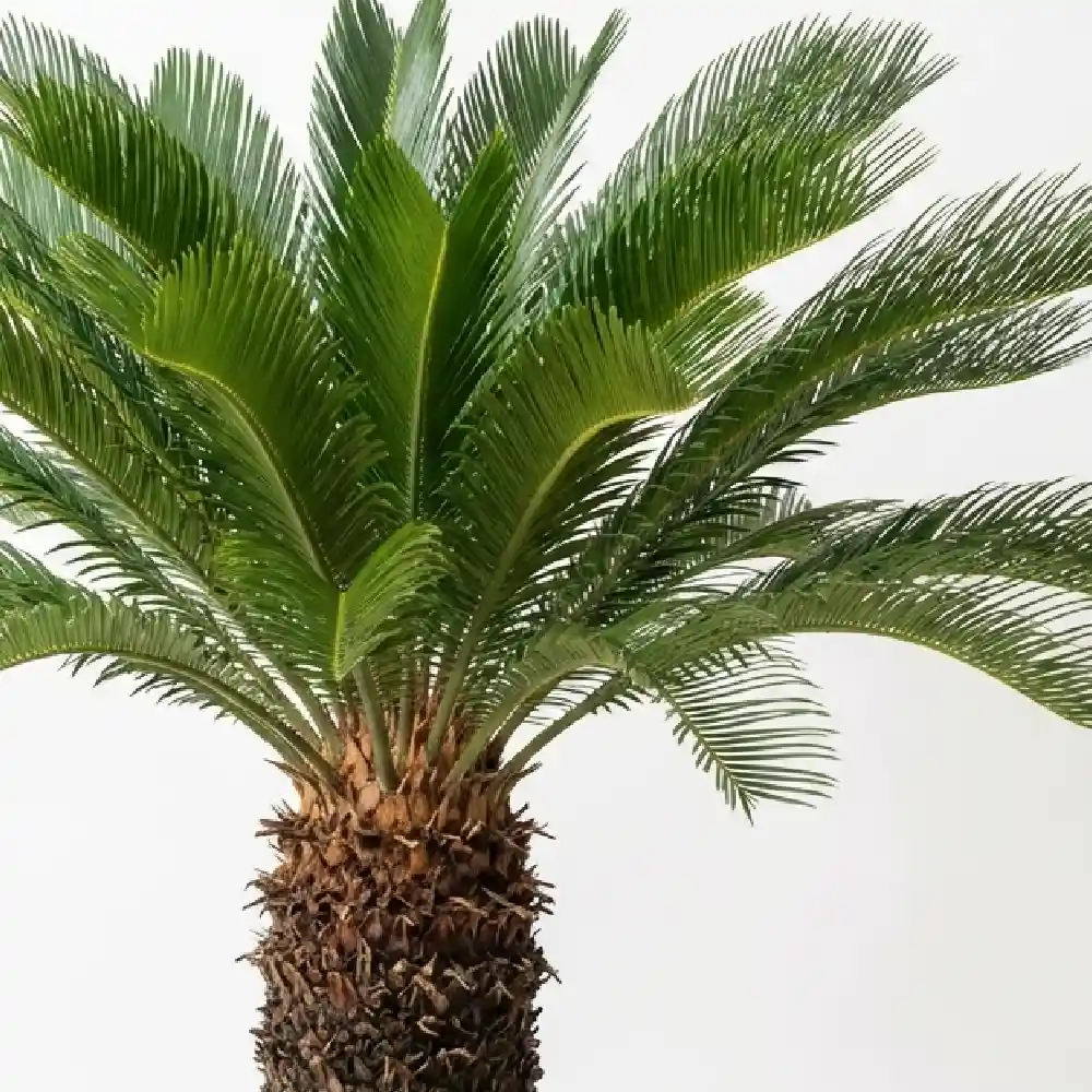 [種子] サイカス レボルタ Cycas revoluta