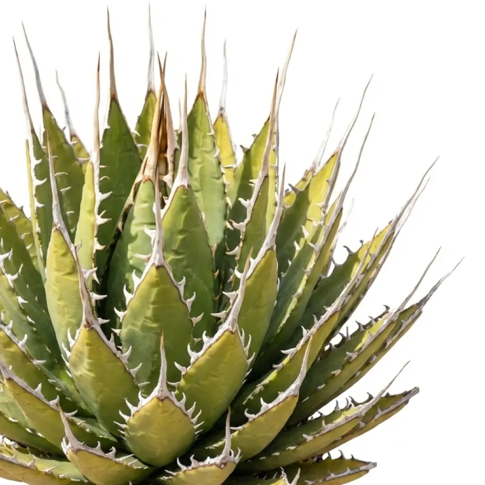 [種子] アガベ エボリスピナ Agave utahensis var. eborispina