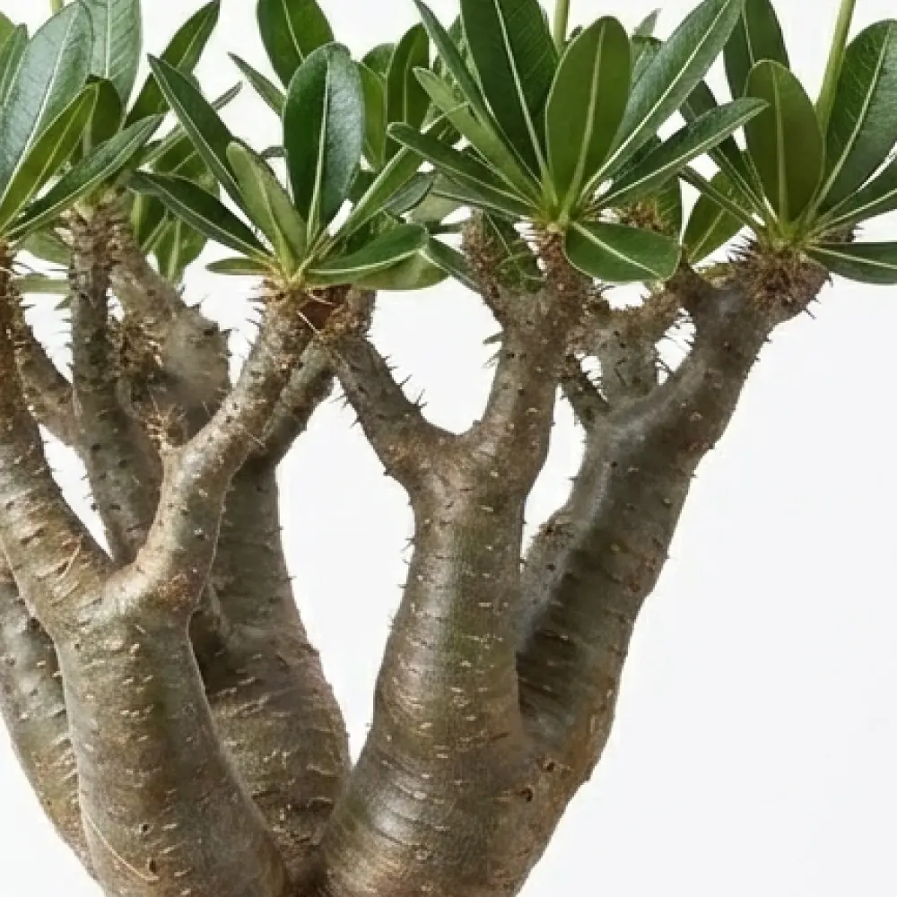 [種子] パキポディウム マカイエンセ Pachypodium rosulatum ssp. makayense