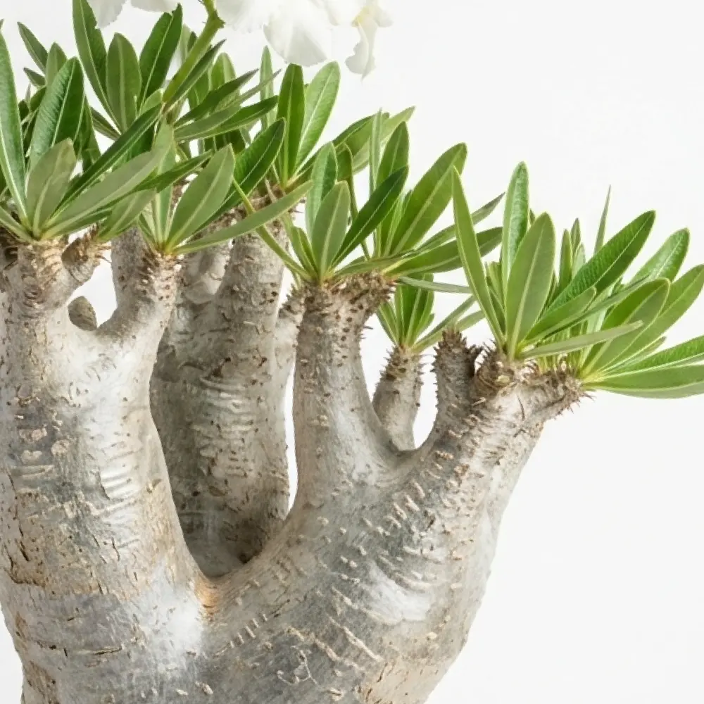 [種子] パキポディウム イノピナツム Pachypodium rosulatum var. inopinatum