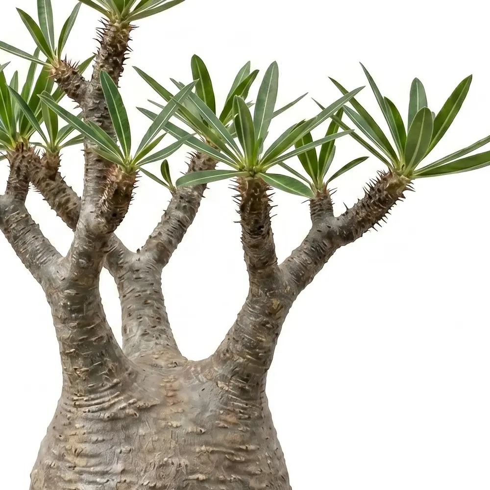 [種子] パキポディウム グラキリス Pachypodium rosulatum var. gracilius Lot.2026APR