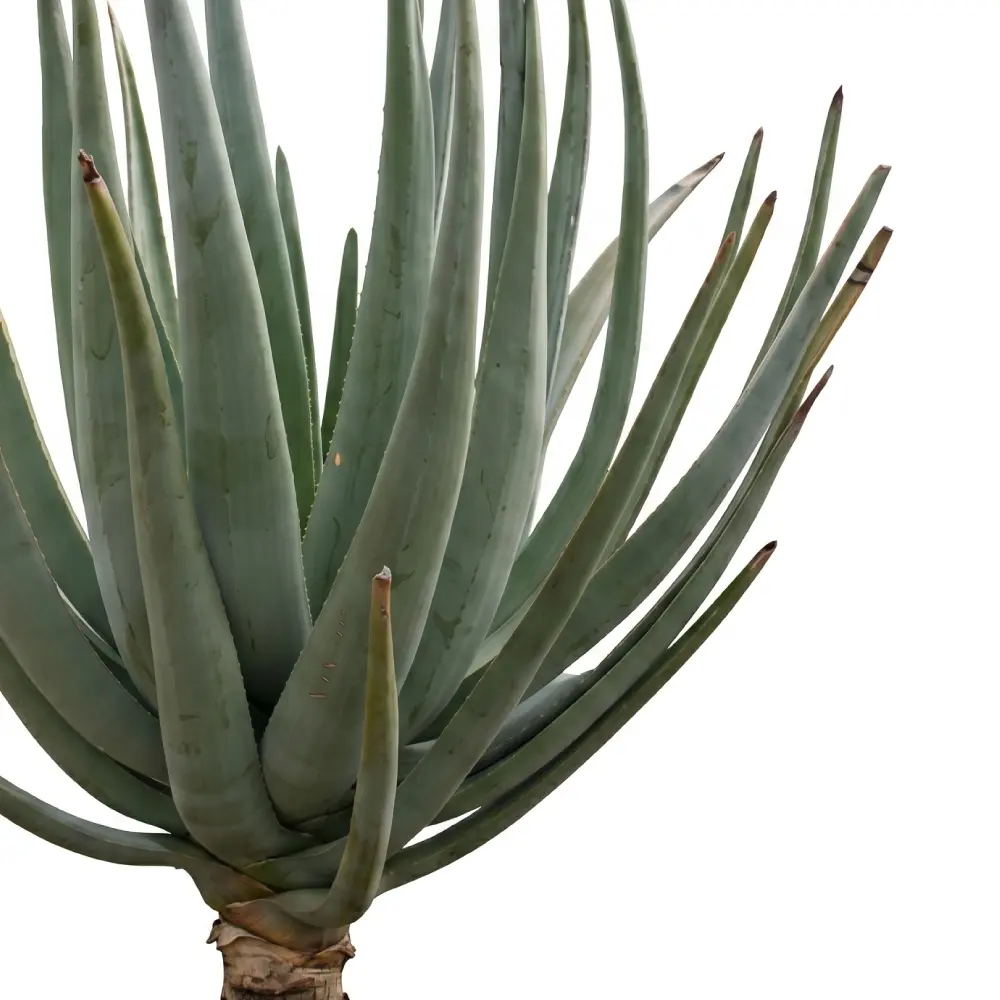 [種子] アロエ スザンナエ Aloe suzannae