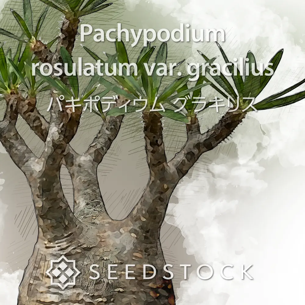 [種子] パキポディウム グラキリス Pachypodium rosulatum var. gracilius Lot.2026APR