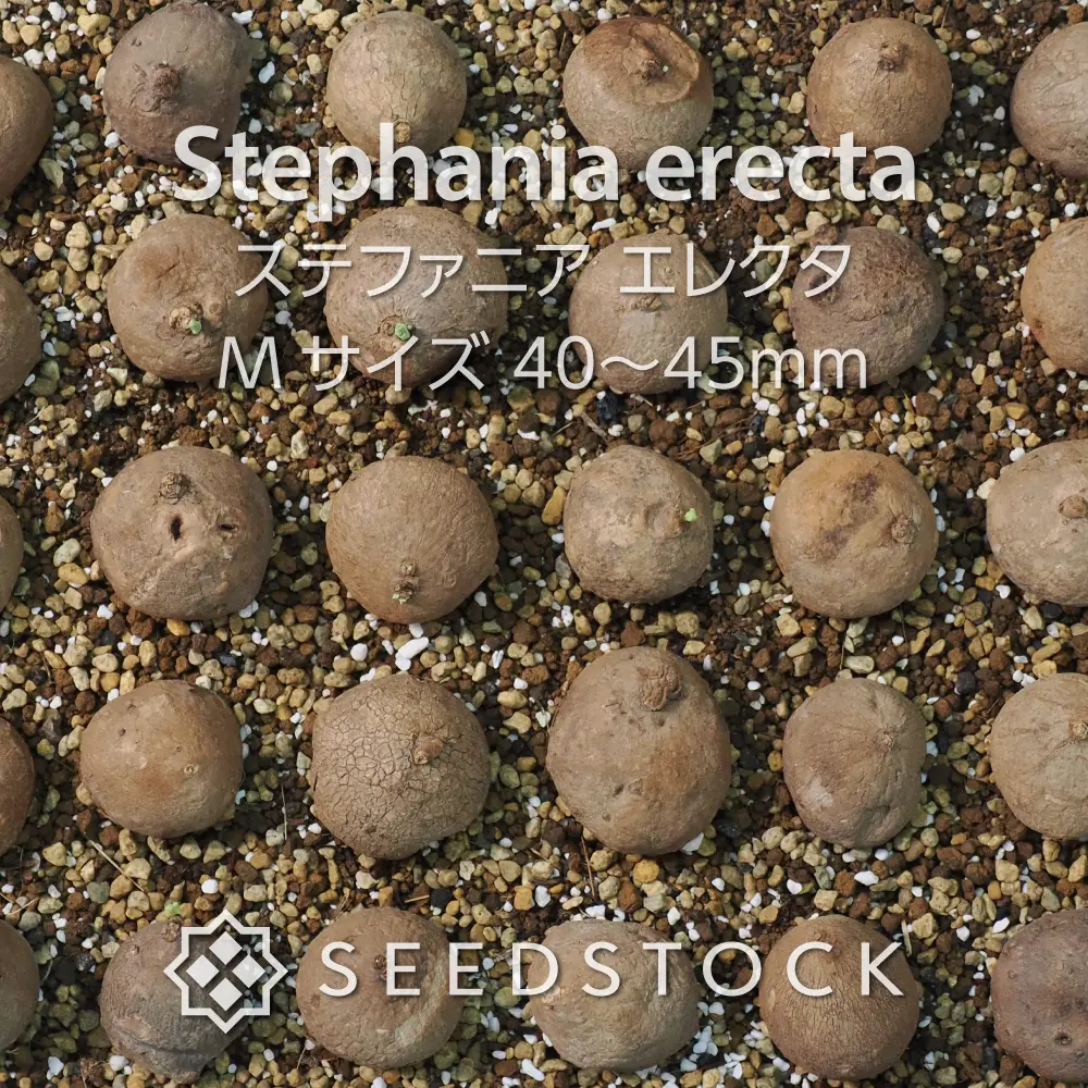 [球根] ステファニア エレクタ Stephania erecta  M-Size
