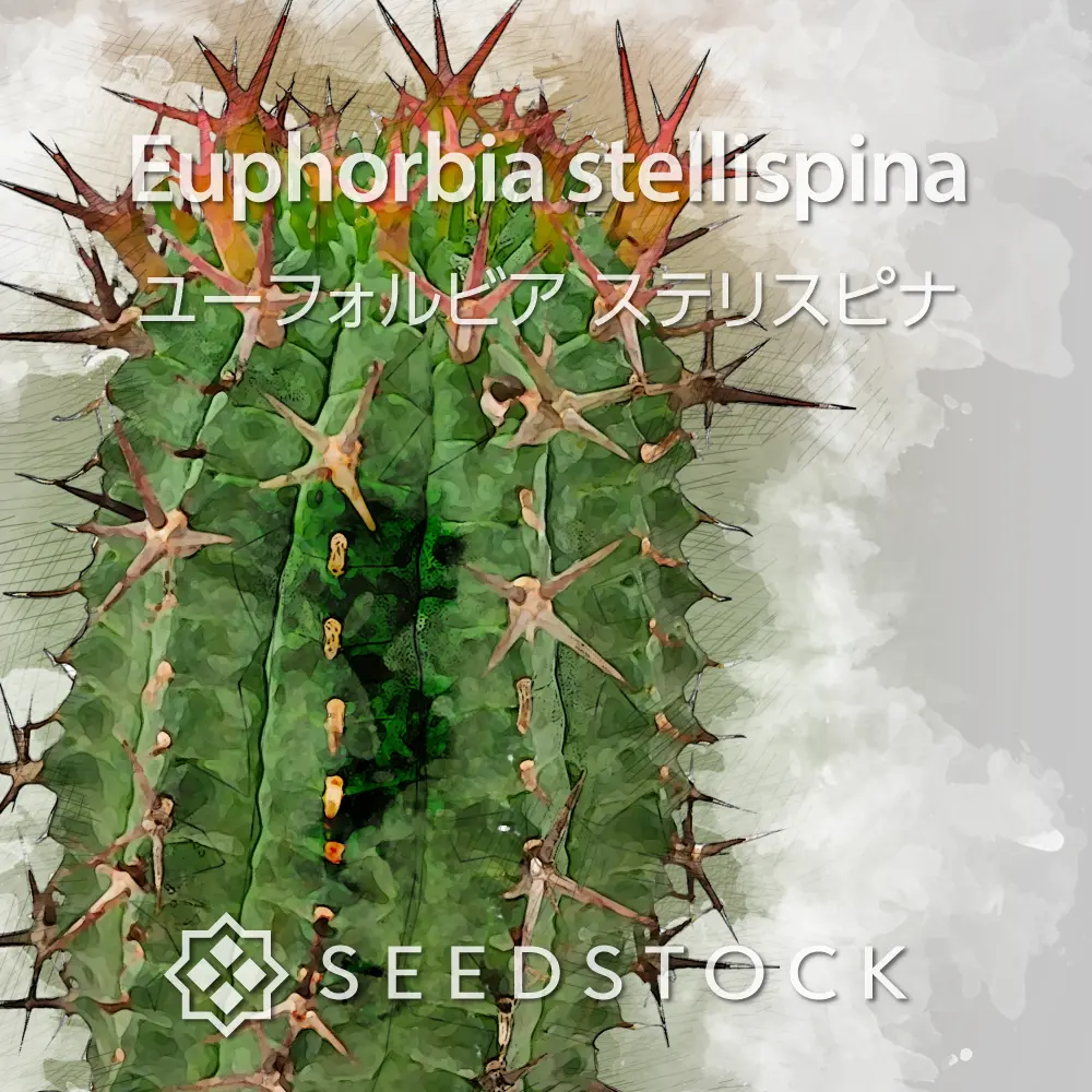 [種子] ユーフォルビア ステリスピナ Euphorbia stellispina