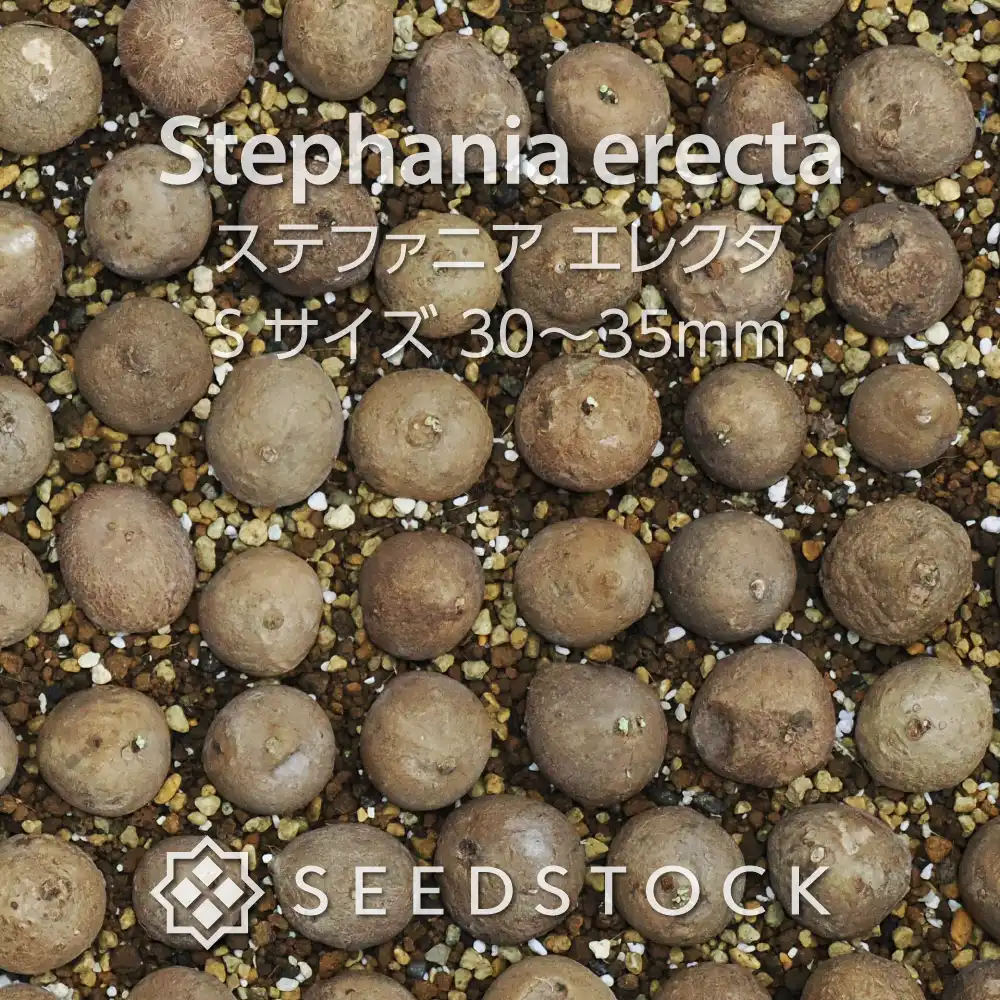 [球根] ステファニア エレクタ Stephania erecta  S-Size