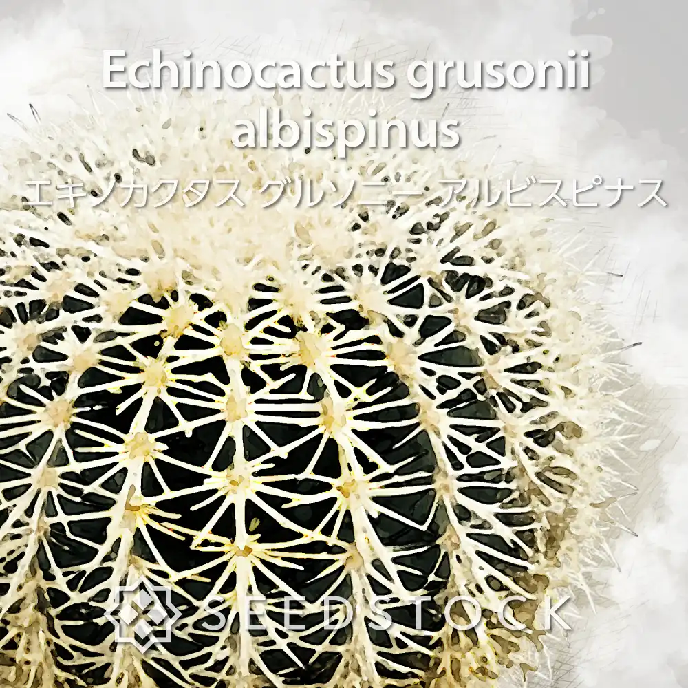[種子] エキノカクタス グルソニー アルビスピナス Echinocactus grusonii  albispinus