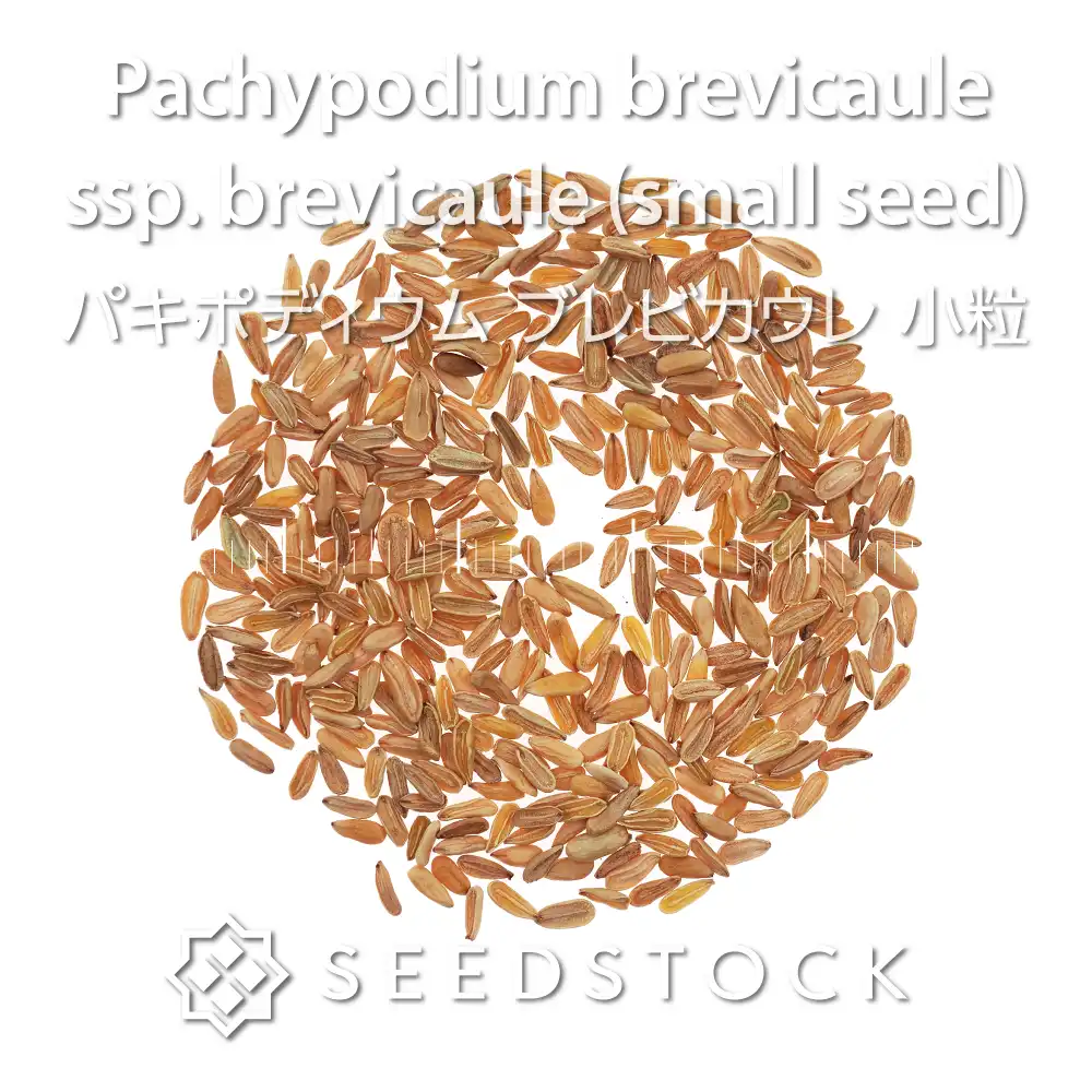 [種子] パキポディウム ブレビカウレ 小粒 Pachypodium brevicaule ssp. brevicaule (small seed)