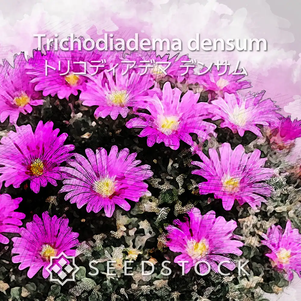 [種子] トリコディアデマ デンサム Trichodiadema densum