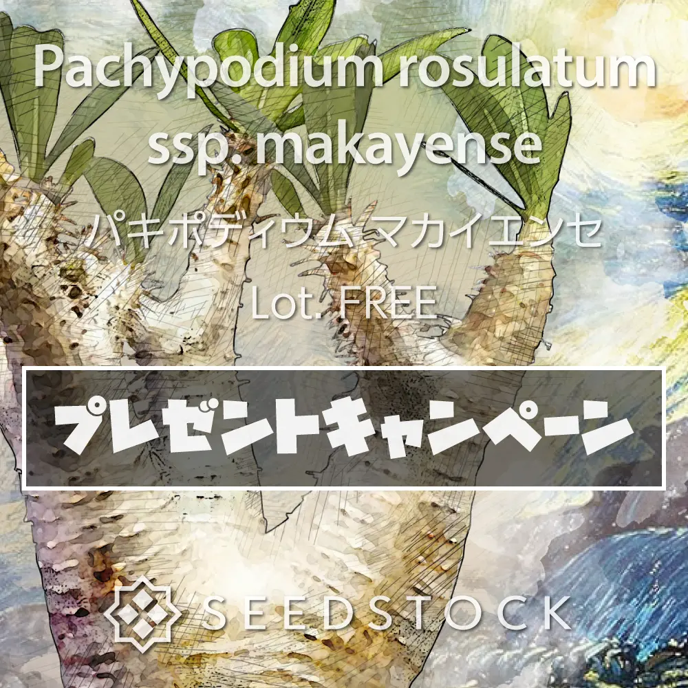 [プレゼント種子] パキポディウム マカイエンセ Pachypodium rosulatum var. makayense Lot. FREE