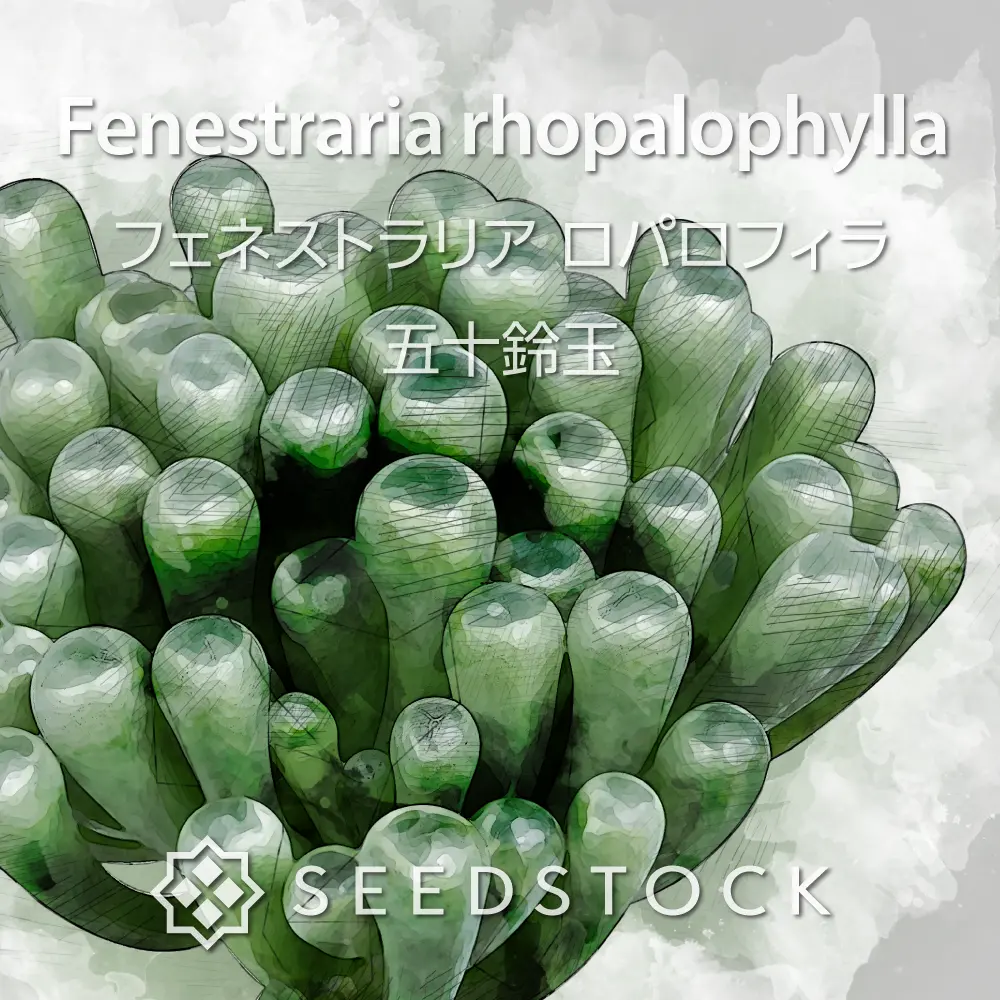 [種子]  フェネストラリア ロパロフィラ 五十鈴玉 Fenestraria rhopalophylla