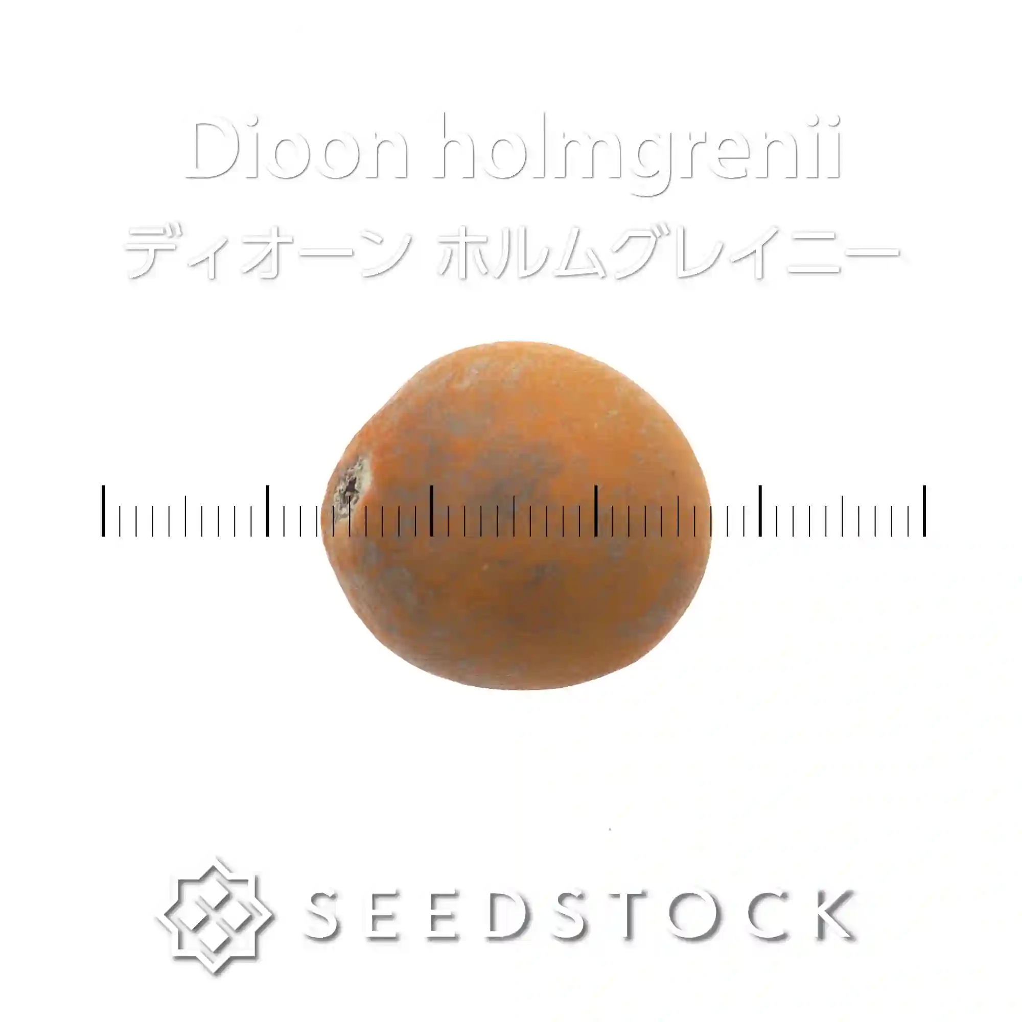 [種子] ディオーン ホルムグレイニー Dioon holmgrenii