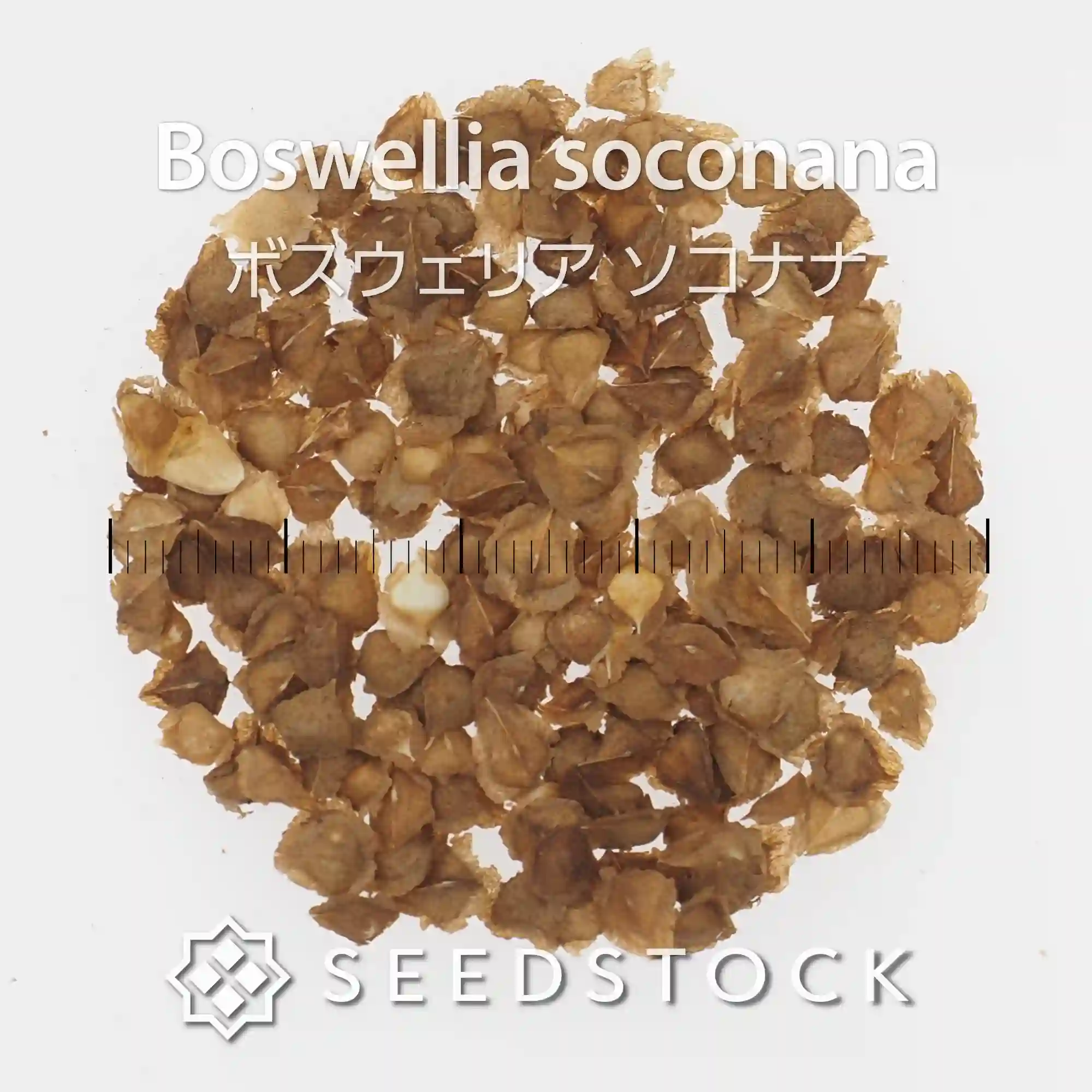 [種子] ボスウェリア ソコナナ Boswellia soconana  (socotrana x nana)