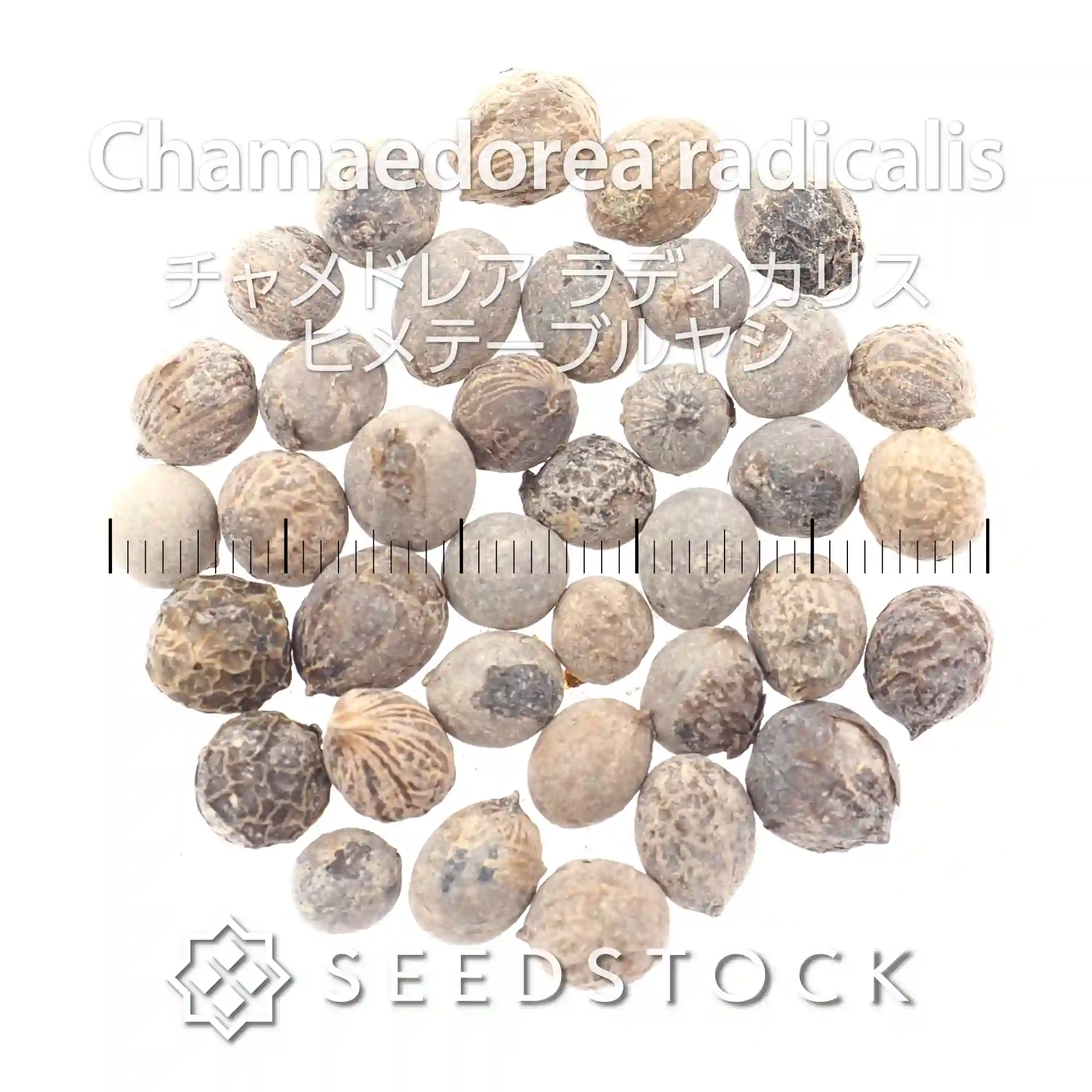 [種子]チャメドレア ラディカリス ヒメテーブルヤシ Chamaedorea radicalis