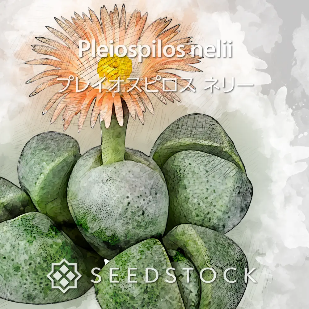 [種子] プレイオスピロス ネリー Pleiospilos nelii