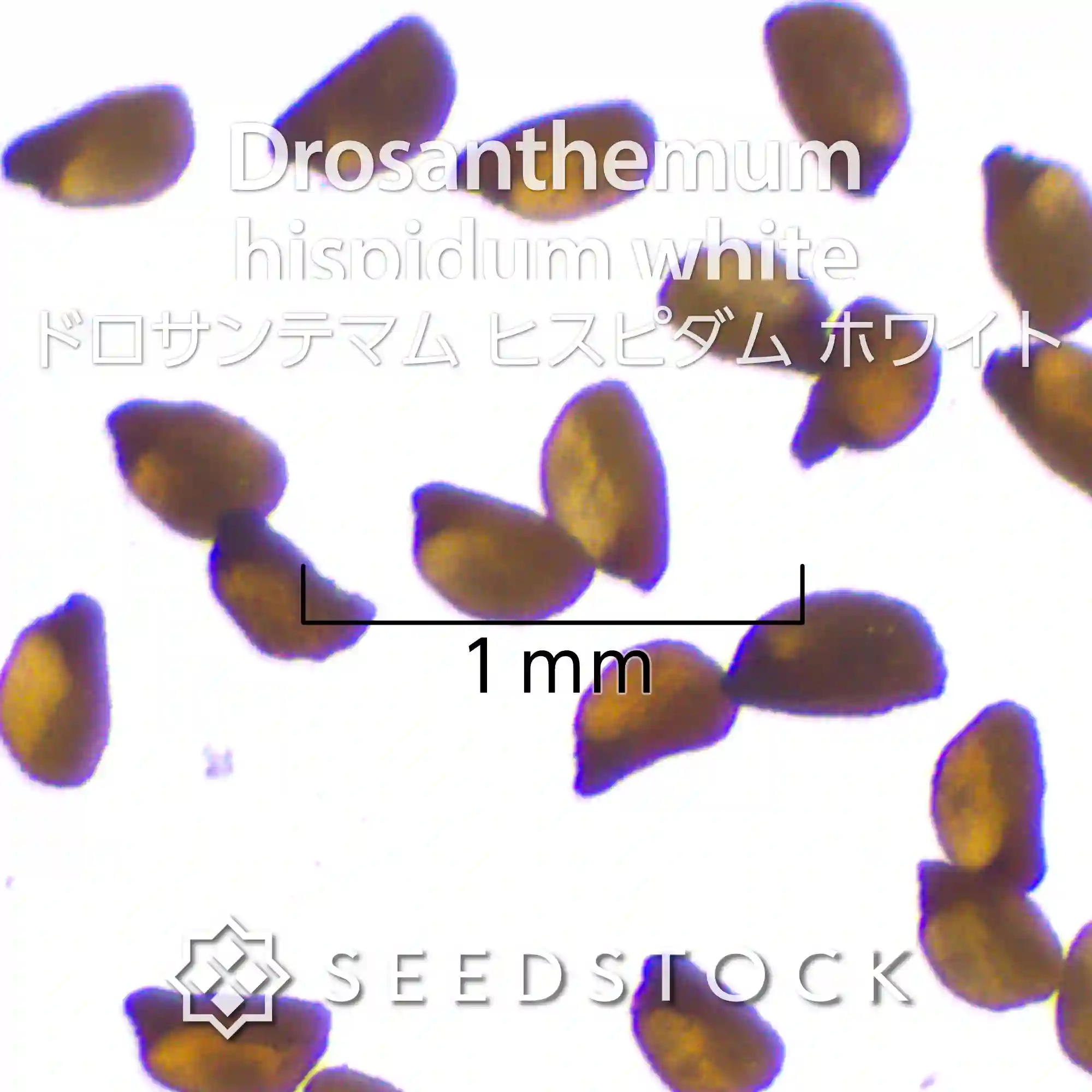 [種子]ドロサンテマム ヒスピダム ホワイト Drosanthemum hispidum white