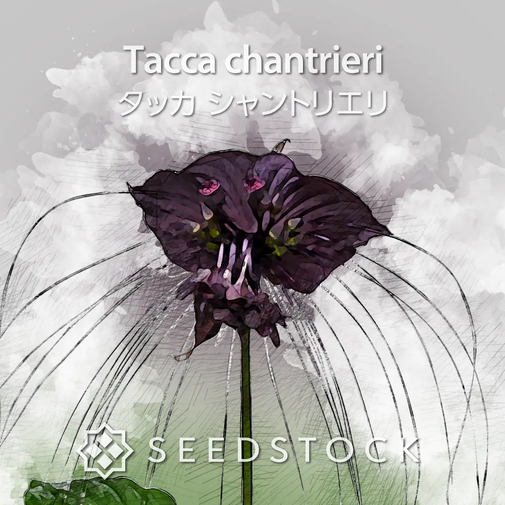 [種子] タッカ シャントリエリ Tacca chantrieri