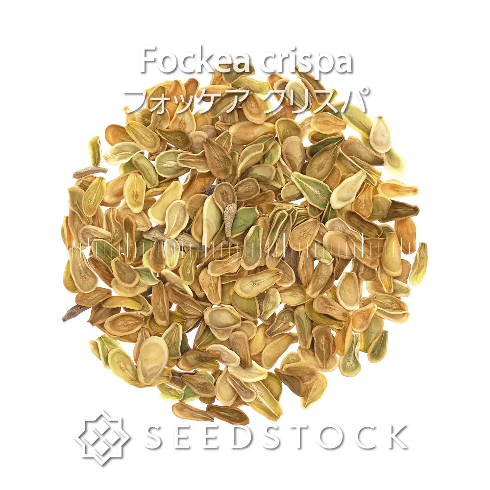 [種子] フォッケア クリスパ Fockea crispa