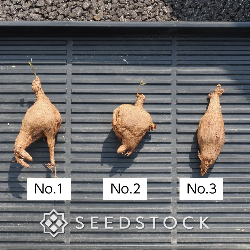 [株] フィランサス ミラビリス Phyllanthus mirabilis