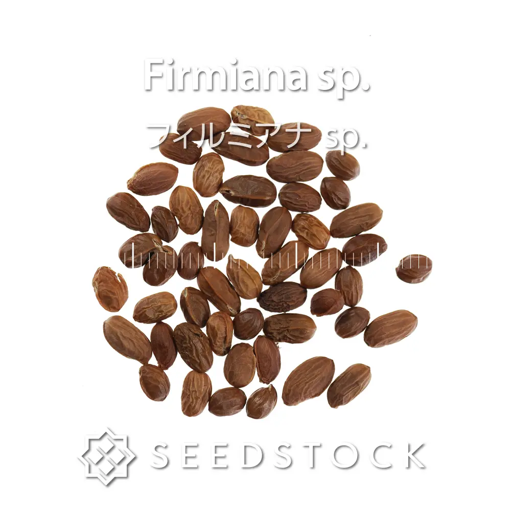 [種子] フィルミアナ sp. Firmiana sp.