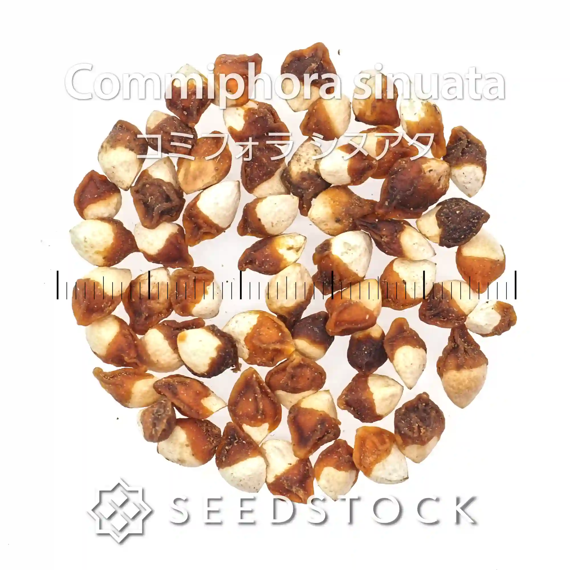 [種子] コミフォラ シヌアタ Commiphora sinuata