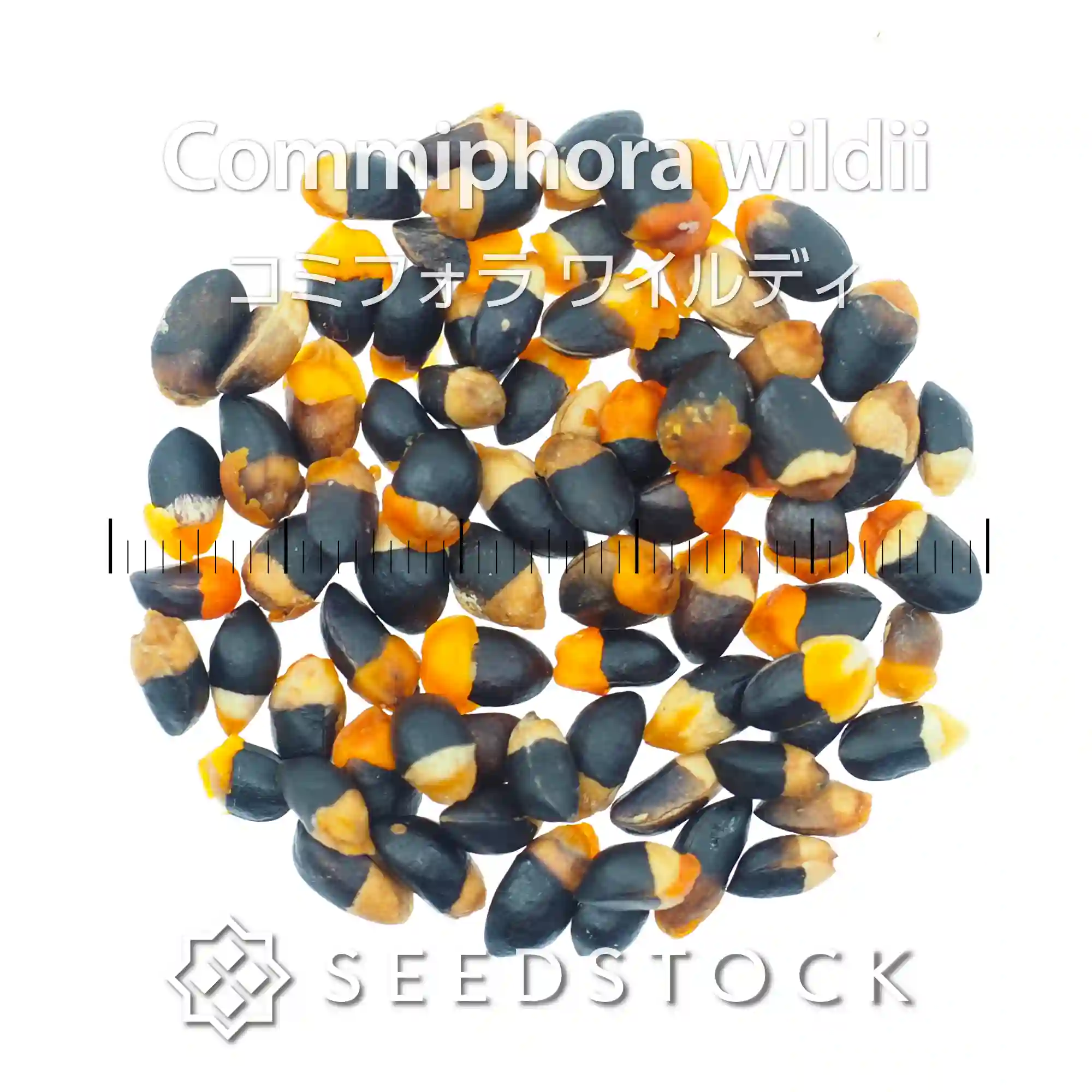 [種子] コミフォラ ワイルディ Commiphora wildii
