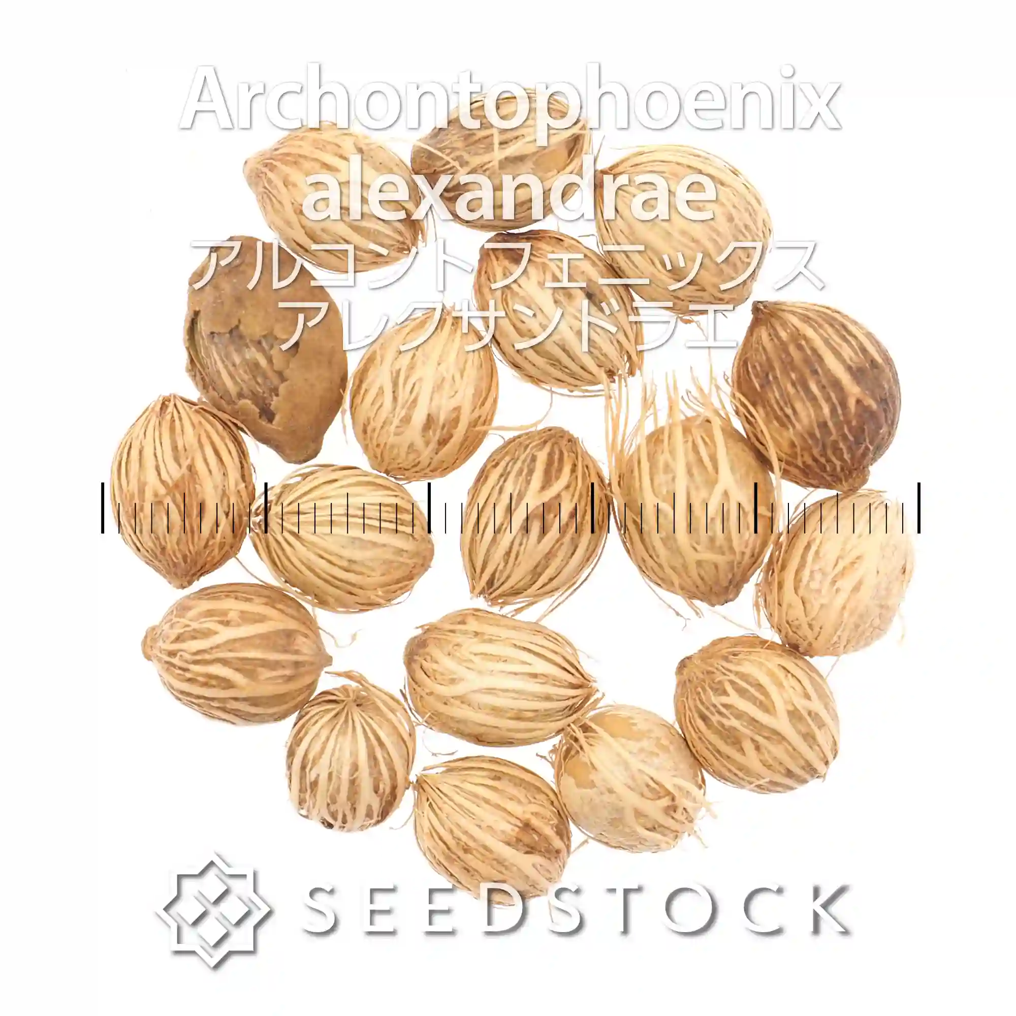 [種子]アルコントフェニックス アレクサンドラエ Archontophoenix alexandrae