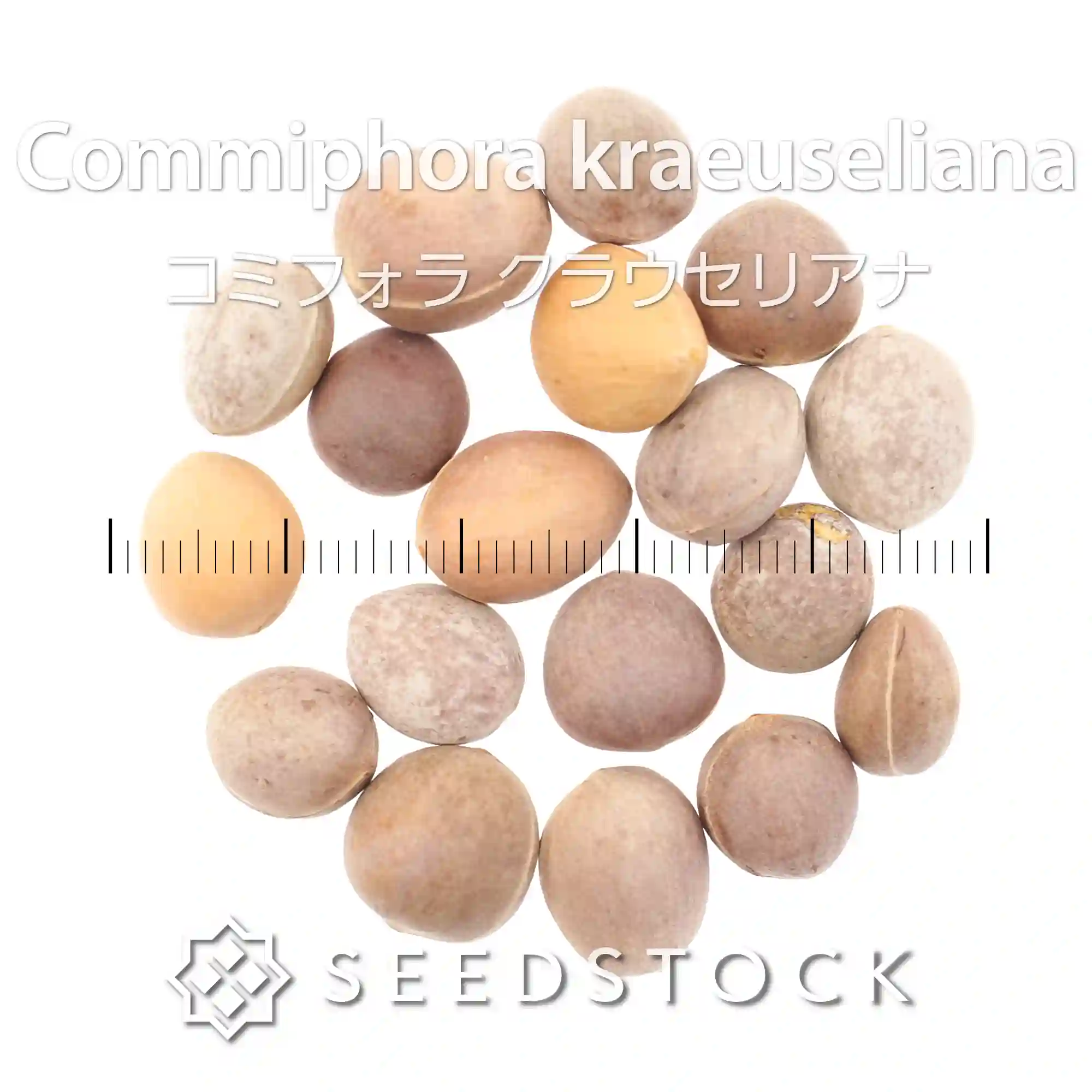 [種子] コミフォラ クラウセリアナ Commiphora kraeuseliana