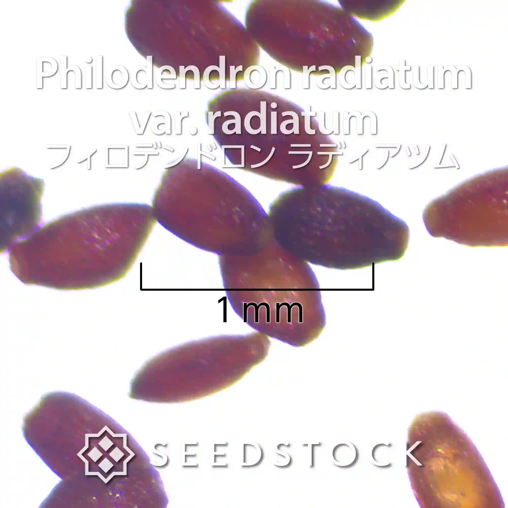 [種子] フィロデンドロン ラディアツム Philodendron radiatum var. radiatum