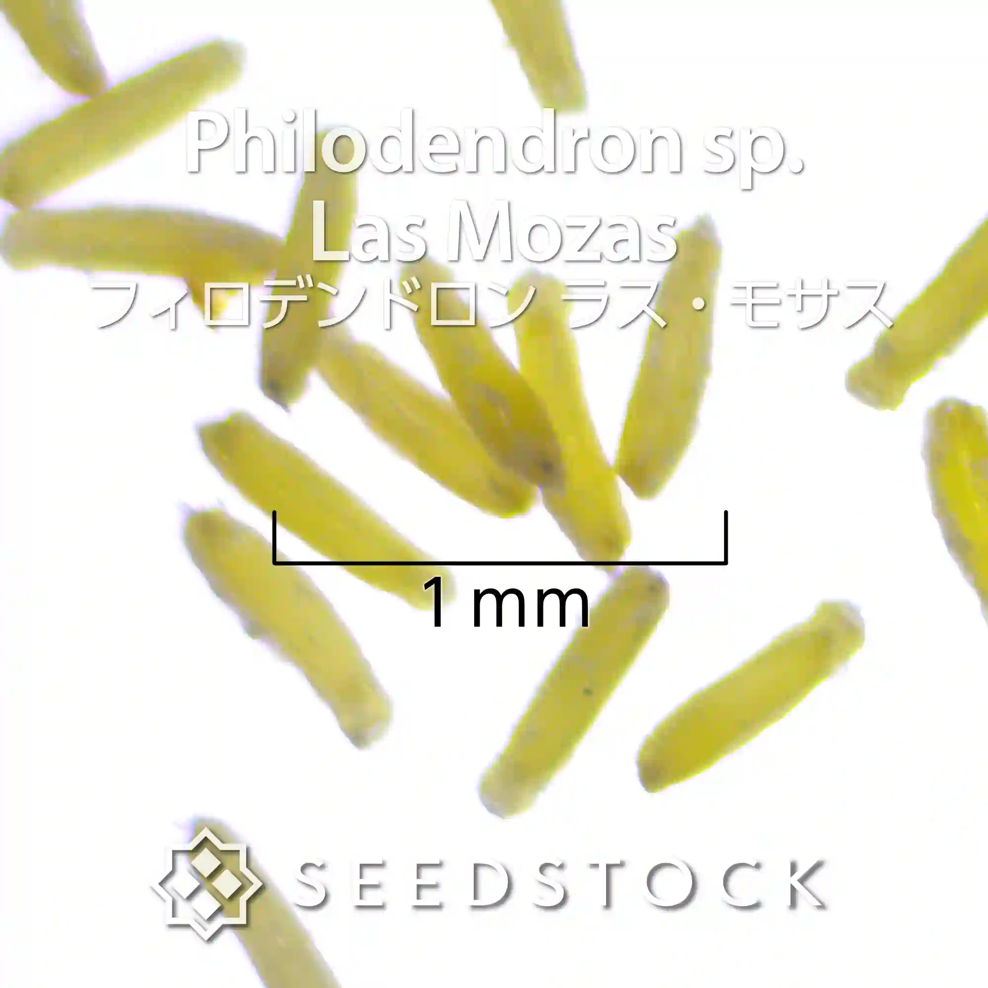 [種子] フィロデンドロン ラス・モサス Philodendron  sp. Las Mozas