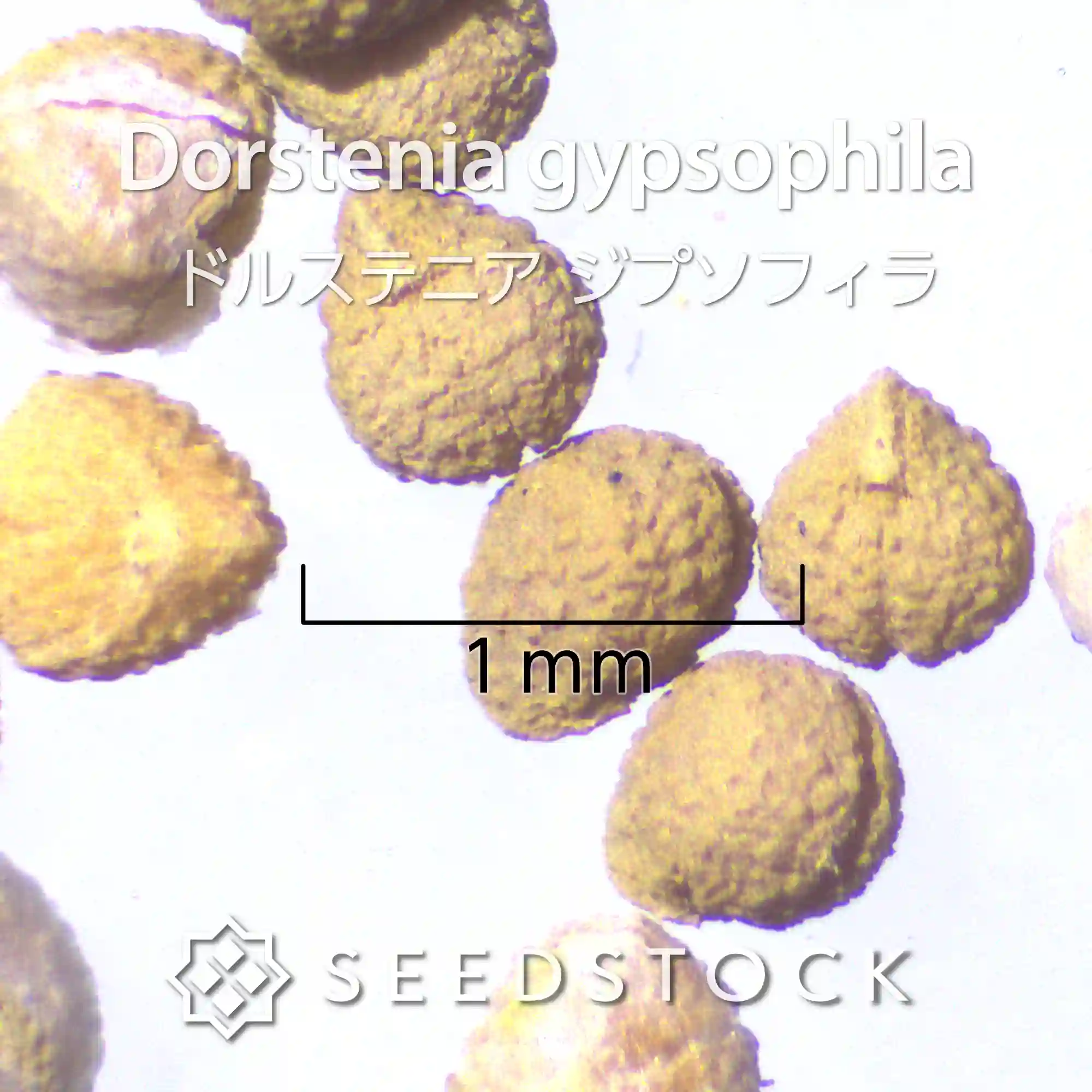[種子] ドルステニア ジプソフィラ Dorstenia gypsophila